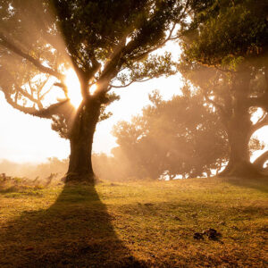 Un arbre